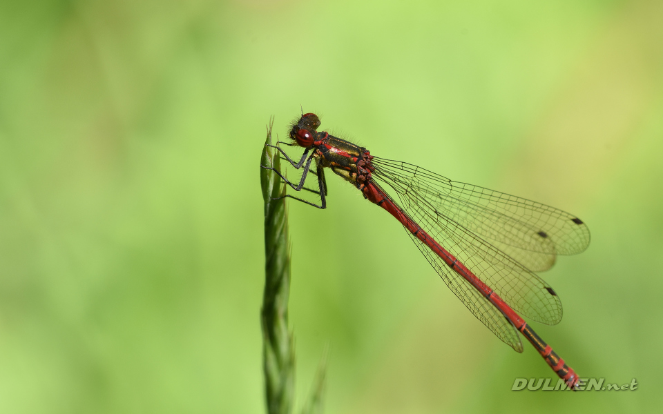 Large Red Damsel (Pyrrhosoma nymphula)